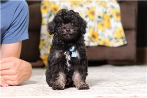 Kristoff - Poodle, Miniature for sale
