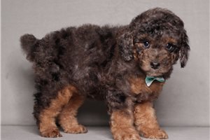 Fisher - puppy for sale