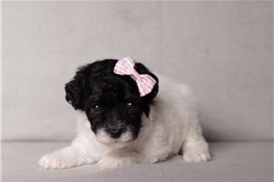 Ingrid - puppy for sale