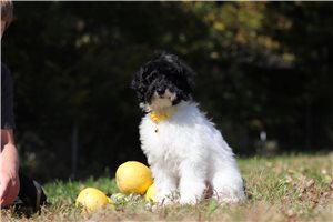 Iziah - Miniature Poodle for sale