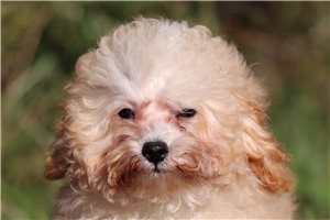 Boston - Miniature Poodle for sale
