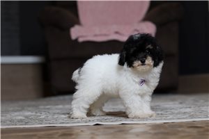Geraldine - Miniature Poodle for sale