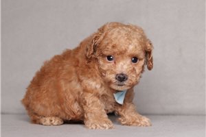 Giles - puppy for sale