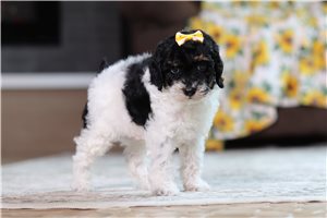 Dahlia - Poodle, Miniature for sale