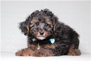 Archer - Poodle, Miniature for sale