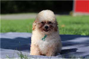 Boston - Miniature Poodle for sale