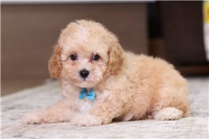 Boston - puppy for sale