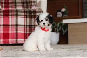 Indigo - Poodle, Miniature for sale