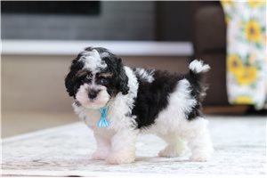Beta - puppy for sale