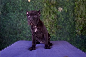 Nova - Cane Corso Mastiff for sale