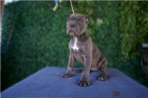Noelle - Cane Corso Mastiff for sale