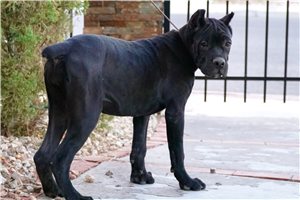 Natalie - Cane Corso Mastiff for sale
