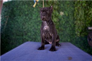 Natalie - Cane Corso Mastiff for sale