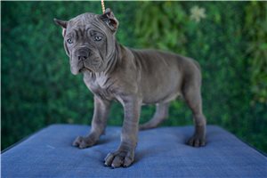 Nyla - puppy for sale