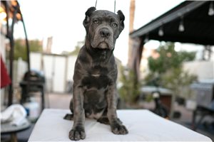 Nevaeh - Cane Corso Mastiff for sale