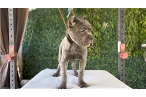Naomi - Cane Corso Mastiff for sale