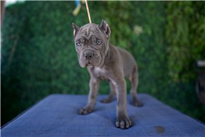 Naomi - Cane Corso Mastiff for sale