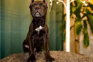 Noah - Cane Corso Mastiff for sale