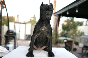 Natalie - Cane Corso Mastiff for sale