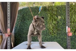 Noelle - Cane Corso Mastiff for sale