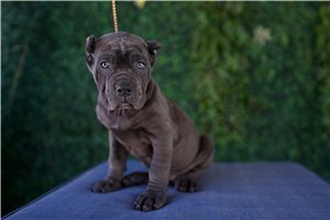 Nevaeh - puppy for sale
