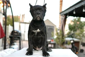 Noah - Cane Corso Mastiff for sale