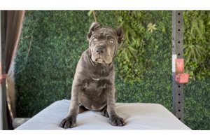 Nevaeh - Cane Corso Mastiff for sale