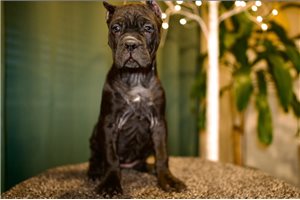 Natalie - Cane Corso Mastiff for sale