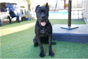 Natalie - Cane Corso Mastiff for sale