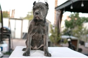 Naomi - Cane Corso Mastiff for sale