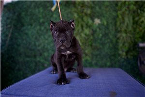 Noah - Cane Corso Mastiff for sale