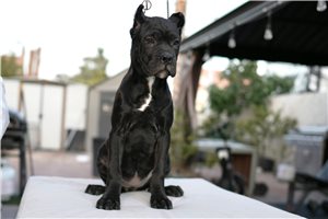 Nova - Cane Corso Mastiff for sale