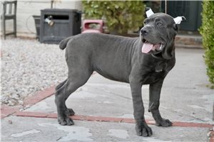 Nevaeh - Cane Corso Mastiff for sale