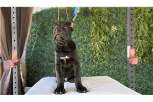 Noah - Cane Corso Mastiff for sale