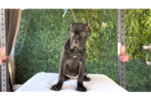 Natalie - Cane Corso Mastiff for sale