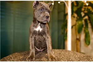 Noelle - Cane Corso Mastiff for sale