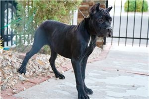 Nova - Cane Corso Mastiff for sale
