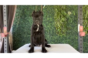 Nova - Cane Corso Mastiff for sale