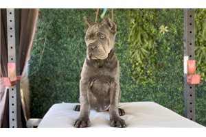Nyla - Cane Corso Mastiff for sale