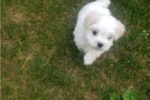 Moses - Maltese for sale