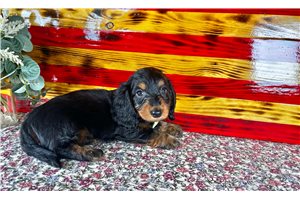 Archie - puppy for sale