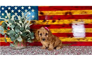 Asha - Dachshund, Mini for sale