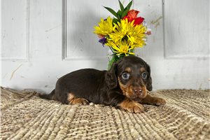 Wendy - Dachshund, Mini for sale