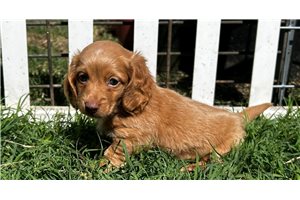 Peter - Dachshund, Mini for sale