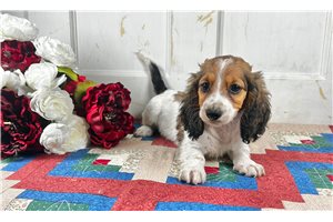 Harley - Mini Dachshund for sale