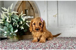 Asha - Dachshund, Mini for sale