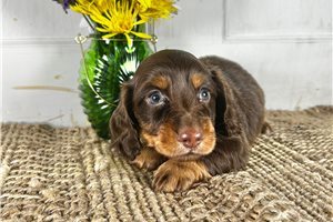 Willy - puppy for sale