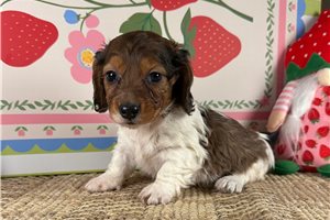 Hallie - puppy for sale