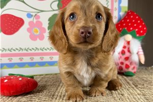 Peter - Dachshund, Mini for sale
