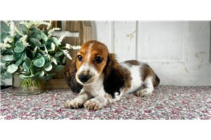 Harley - Dachshund, Mini for sale